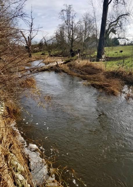 Otter Park1 (Toews, D., January 10, 2021) - lack of riparian buffers pollutants manure, Bertrand Creek Watershed