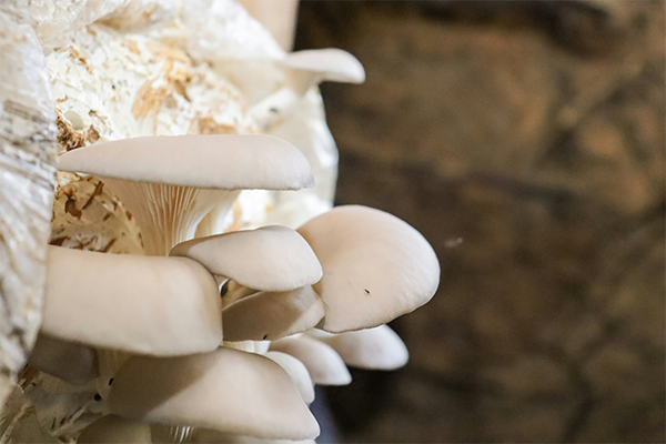 Close-up of white mushrooms growing from a substrate against a blurred dark background.