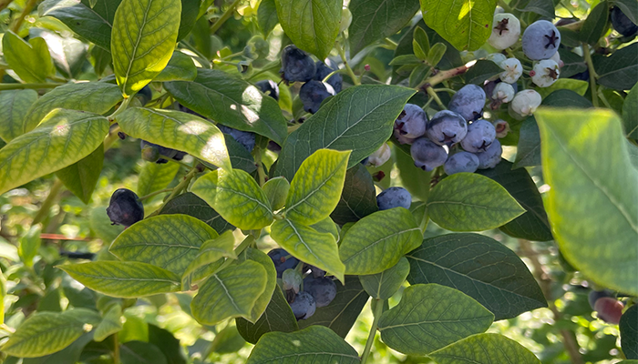 Close-up of ripe and unripe blueberries on a bush with green leaves.