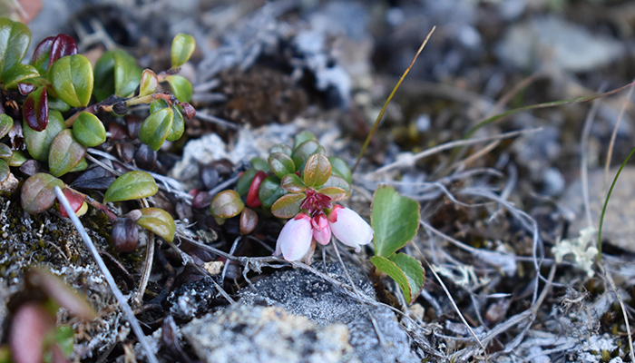 Close-up of a small, pink flower growing among green leaves on a rocky, moss-covered ground.