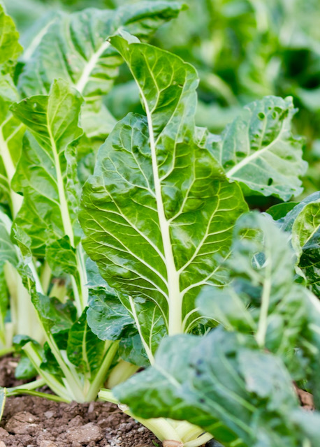 Field of Beetroot leaves 