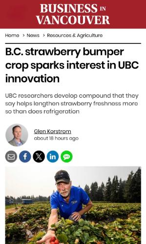 BC strawberry bumper crop sparks interest in UBC innovation.jpeg