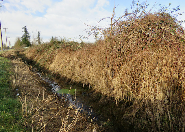 0 Ave ditch - Bertrand Creek, Toews, D. (2021)