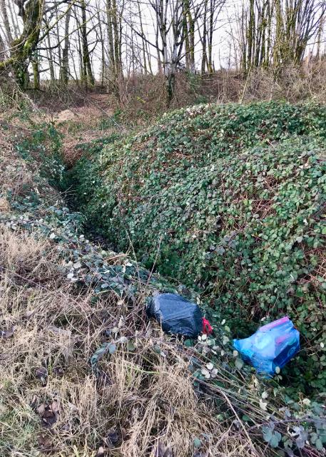 Howes Creek (Katan, H. February 3, 2021) - urbanization - illegal dumping, Bertrand Creek Watershed