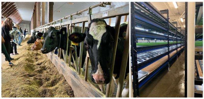 Pictured: group of participants during the EcoDairy farm tour visiting the cows (left) and EcoDairy’s HydroGreen automated livestock feed system (right)
