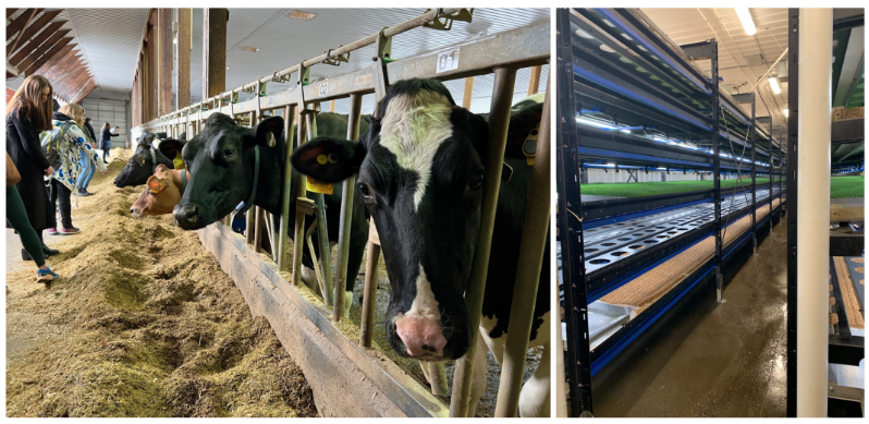 Pictured: group of participants during the EcoDairy farm tour visiting the cows (left) and EcoDairy’s HydroGreen automated livestock feed system (right)
