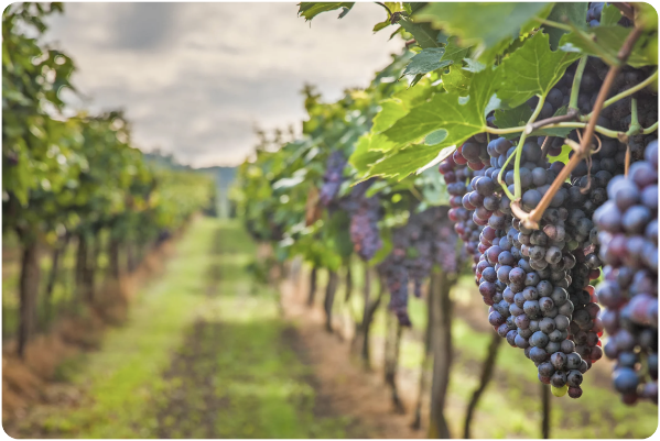 Episode 2 - photo wine vineyard