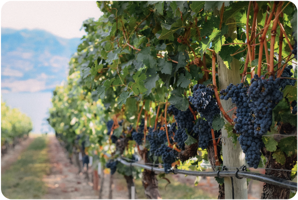 Wine challenge vineyard photo