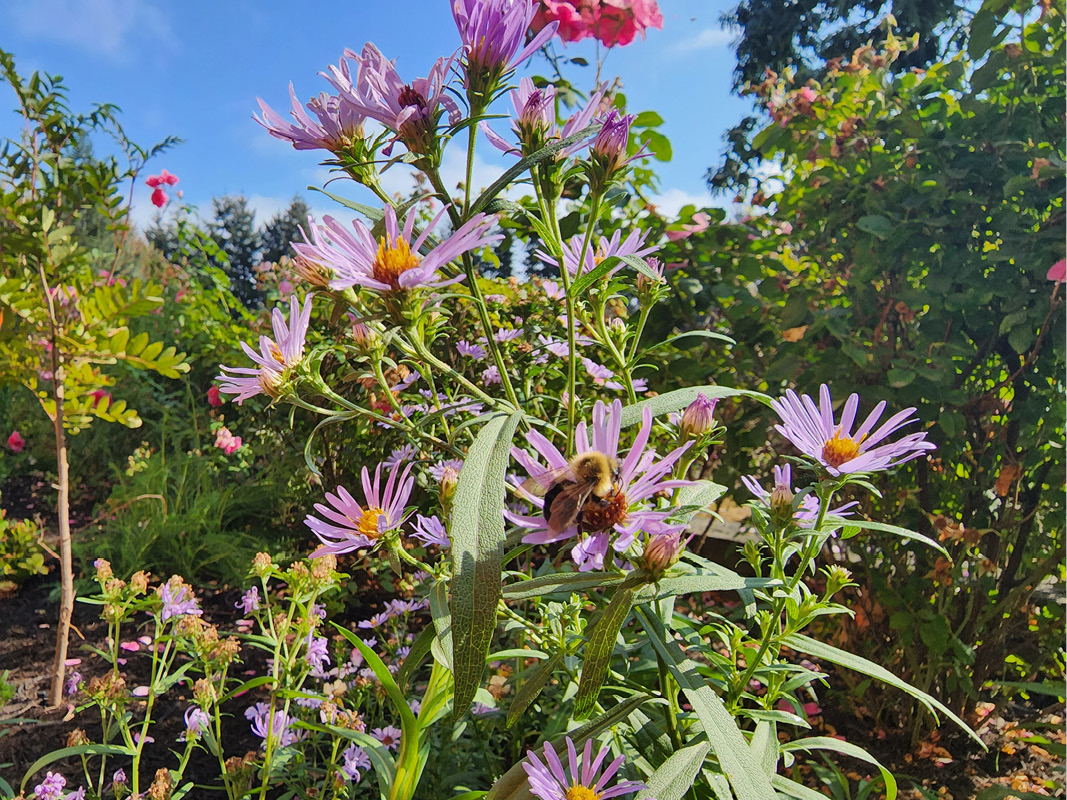 Wildflowers in bloom at UFV's pollinator garden