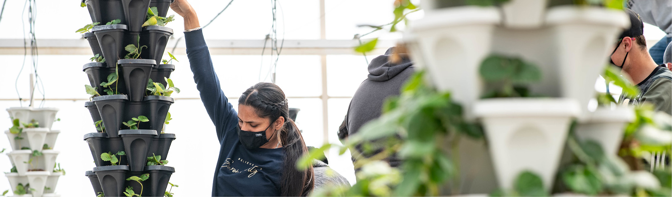 Learn about the fundamentals of berry production