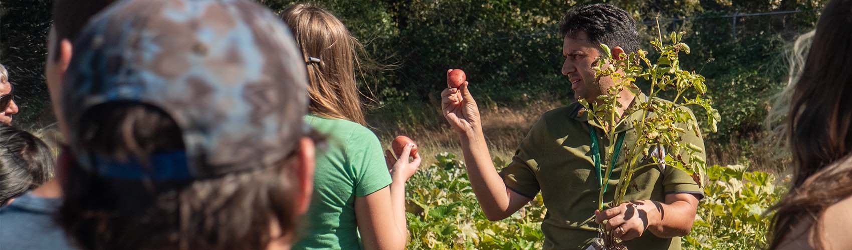 Get practical training for vegetable production