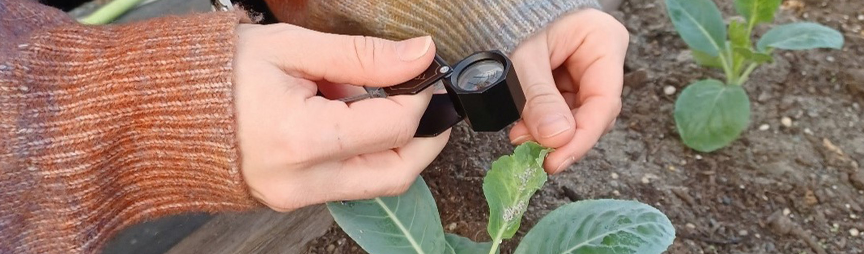 Apply ecological principles for pest management